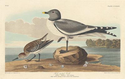 フォークテイル カモメ、1835 年。 作： Robert Havell