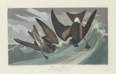 フォークテールミズナギドリ、1835年。 作： Robert Havell