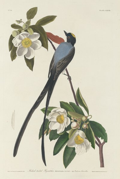 二股のヒタキ、1833 年。 作： Robert Havell