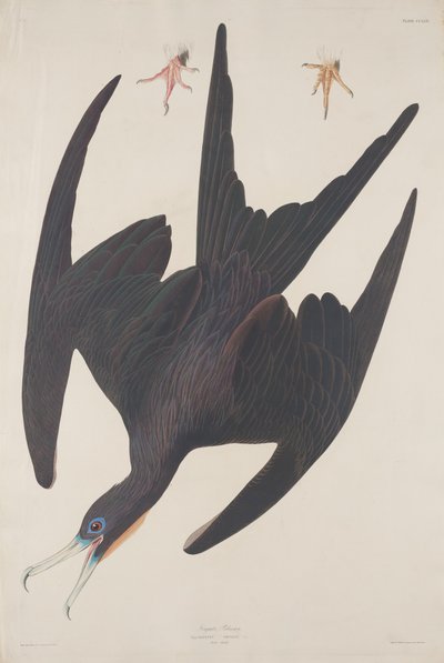 フリゲート ペリカン、1835 年。 作： Robert Havell