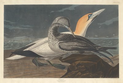 カツオドリ、1836 年。 作： Robert Havell