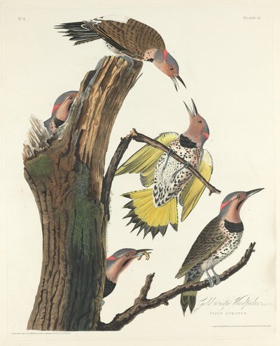 金翼のキツツキ、1828 年。 作： Robert Havell