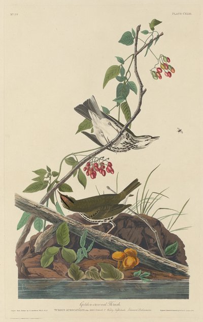 ゴールデンクラウンツグミ、1832年。 作： Robert Havell