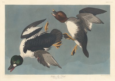 ゴールデンアイダック、1836年。 作： Robert Havell