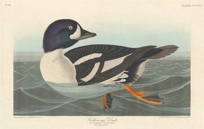 ゴールデンアイダック、1838年。 作： Robert Havell