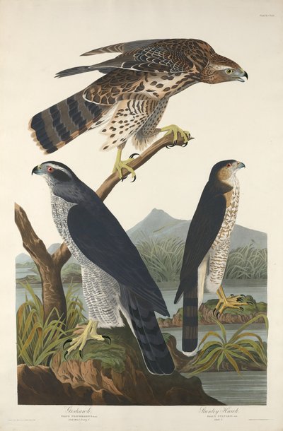 オオタカとスタンリー ホーク、1832 年。 作： Robert Havell