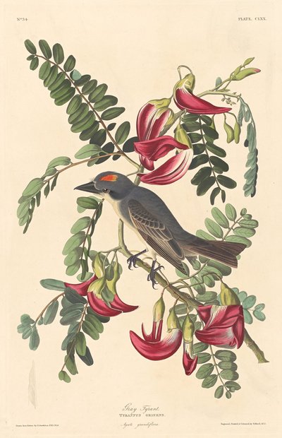 灰色の暴君、1833年。 作： Robert Havell