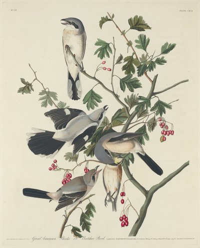 グレート・アメリカン・モズまたはブッチャー・バード、1834年。 作： Robert Havell