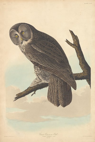 シロフクロウ、1837年。 作： Robert Havell