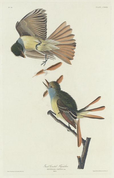 カンムリヒタキ、1832 年。 作： Robert Havell