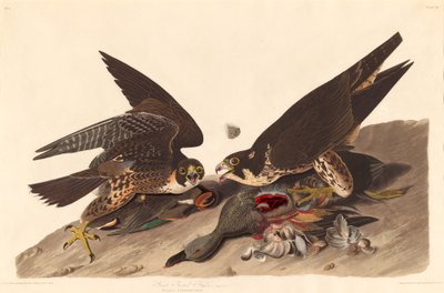 オオアシタカ、1827 年。 作： Robert Havell