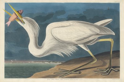 グレート ホワイト ヘロン、1835 年。 作： Robert Havell