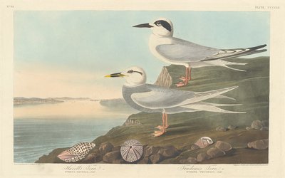 ハベルアジサシとトルドーアジサシ、1838年。 作： Robert Havell