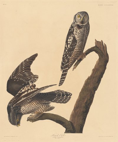 タカフクロウ、1837年。 作： Robert Havell
