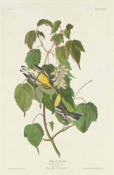 アメリカツガ、1832 年。 作： Robert Havell