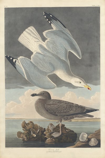 セグロカモメ、1836 年。 作： Robert Havell
