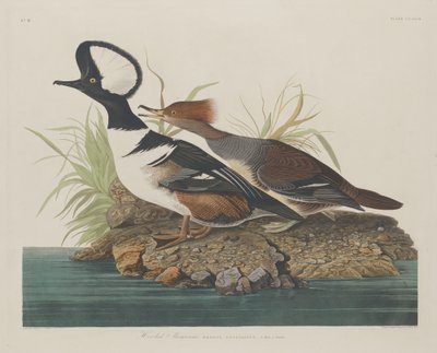 フード付きのアイサ、1834年。 作： Robert Havell