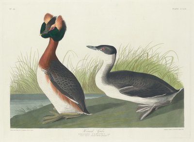ツノカイツブリ、1835 年。 作： Robert Havell