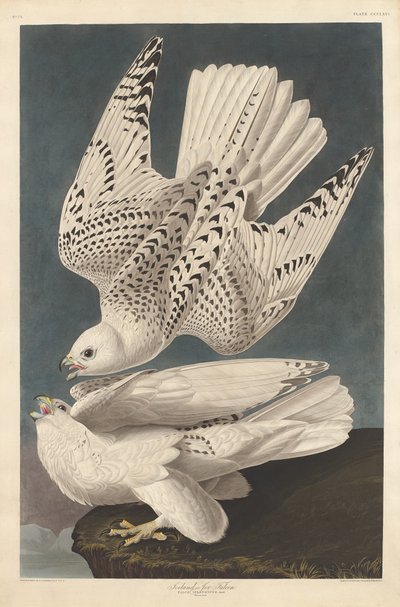 アイスランドまたはジャーファルコン、1837年。 作： Robert Havell