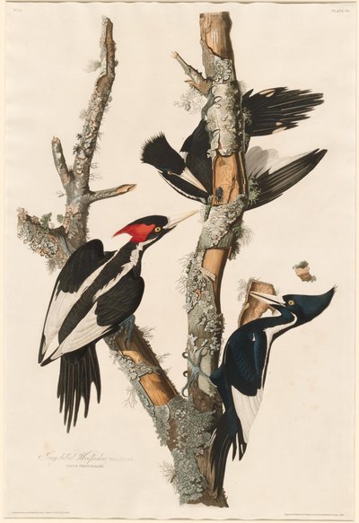 象牙のキツツキ、1829 年。 作： Robert Havell