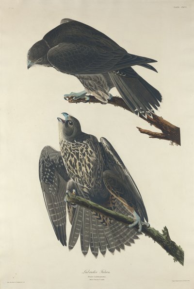 ラブラドールファルコン、1834年。 作： Robert Havell