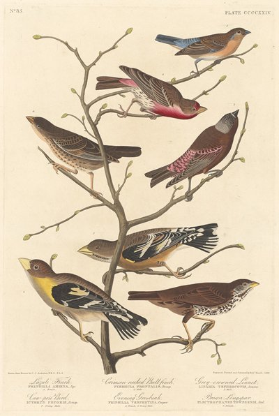 ラズリ・フィンチ、1838年。 作： Robert Havell