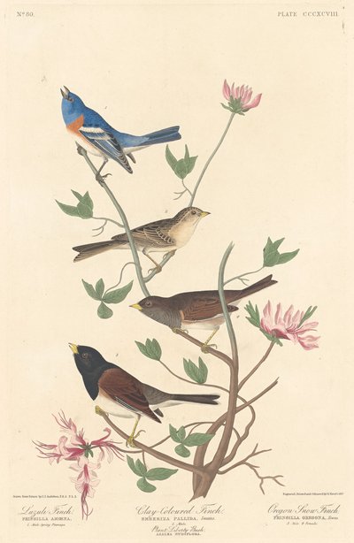 ラズリ フィンチ、クレイカラー フィンチ、オレゴン スノー フィンチ、1837 年。 作： Robert Havell