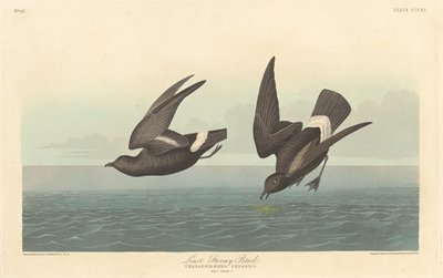 嵐の少ないミズナギドリ、1836 年。 作： Robert Havell
