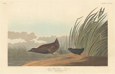 最小水鶏、1836 年。 作： Robert Havell