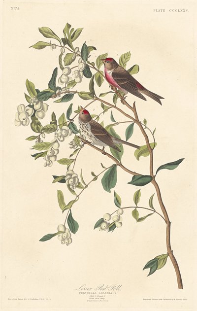 レッサーレッドポール、1837年。 作： Robert Havell