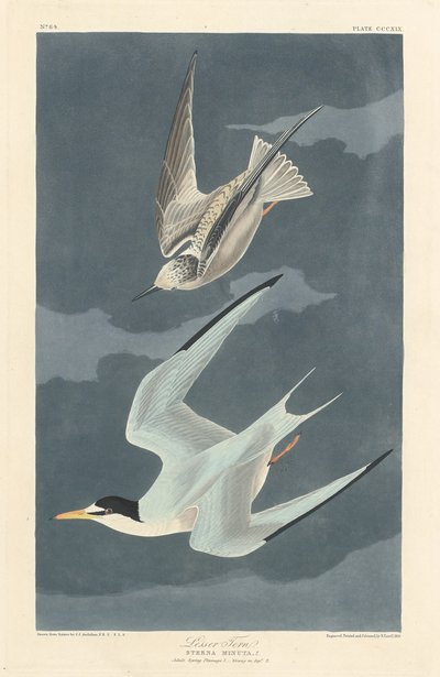 レッサー アジサシ、1836 年。 作： Robert Havell