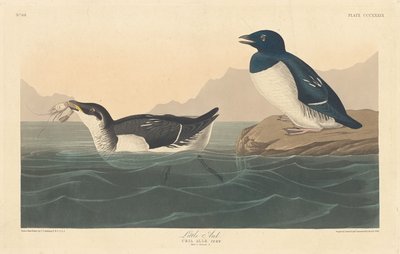 リトルオーク、1836年。 作： Robert Havell