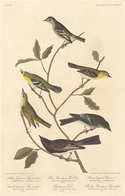 小さな暴君ヒタキ、小さな頭のヒタキ、ブルー マウンテン ウグイス..、1838 年。 作： Robert Havell
