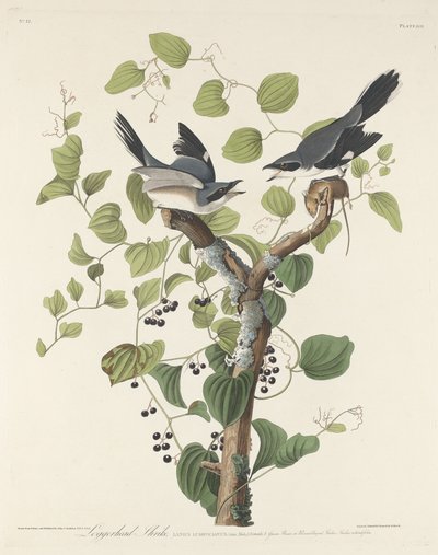 アカウミガメ、1829年。 作： Robert Havell