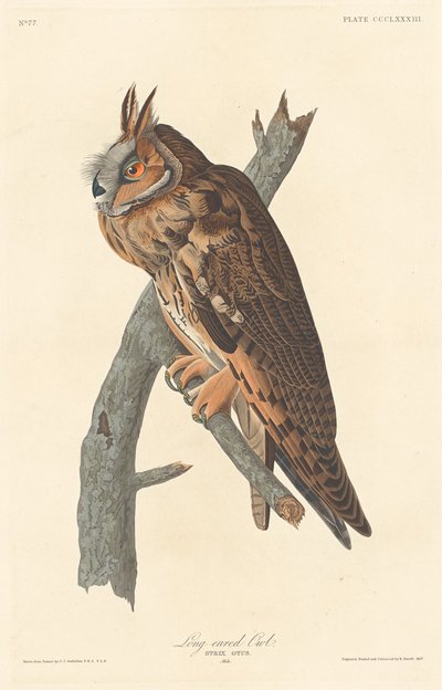 ミミズク、1837年。 作： Robert Havell