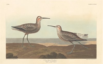 足の長いシギ、1836 年。 作： Robert Havell