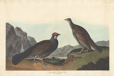 1837年、ロングテールまたはダスキーグロース。 作： Robert Havell