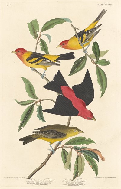 ルイジアナ・タナガーとスカーレット・タナガー、1837年。 作： Robert Havell