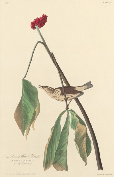 ルイジアナ ウォーター ツグミ、1827 年。 作： Robert Havell