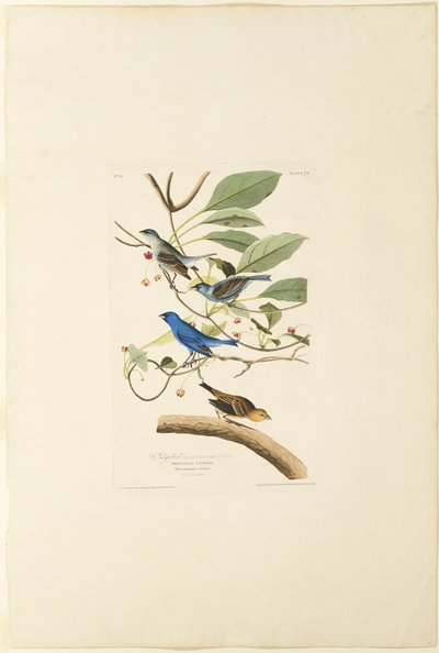 雄藍鳥 作： Robert Havell
