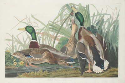 マガモ、1834年。 作： Robert Havell