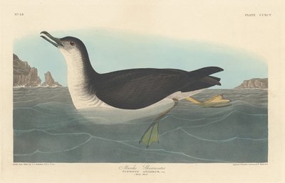 マンクス・ミズナギドリ、1836年。 作： Robert Havell