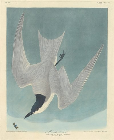 マーシュ アジサシ、1838 年。 作： Robert Havell