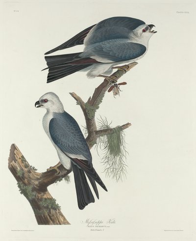 ミシシッピの凧、1831 年。 作： Robert Havell