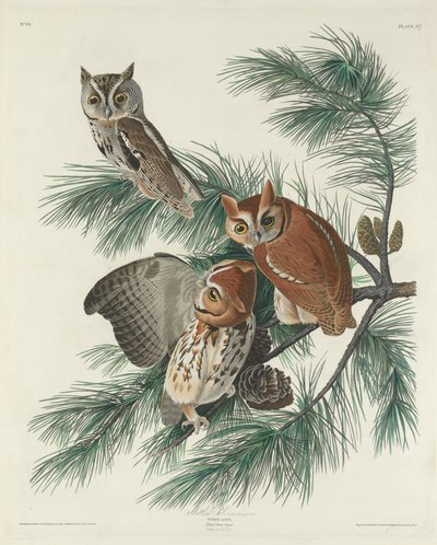 まだらのフクロウ、1830年。 作： Robert Havell