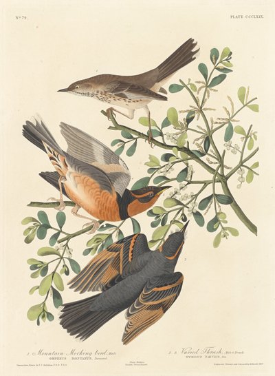 山のモッキンバードとさまざまなツグミ、1837年。 作： Robert Havell