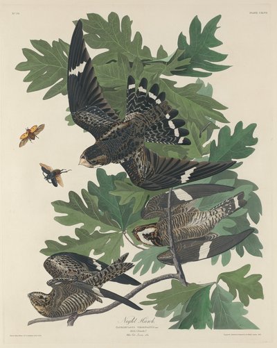 ナイトホーク、1832年。 作： Robert Havell
