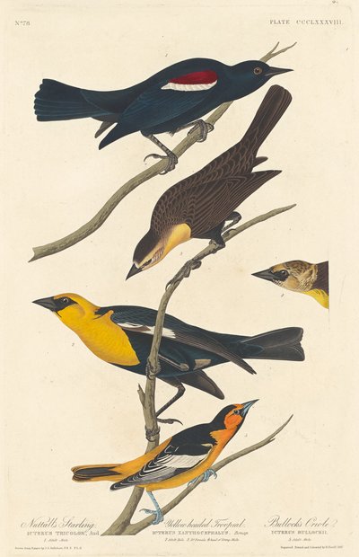 Nuttall のムクドリ、Yellow-headed Troopial、Bullock のオリオール、1837 年。 作： Robert Havell