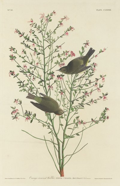 オレンジ冠ウグイス、1833 年。 作： Robert Havell
