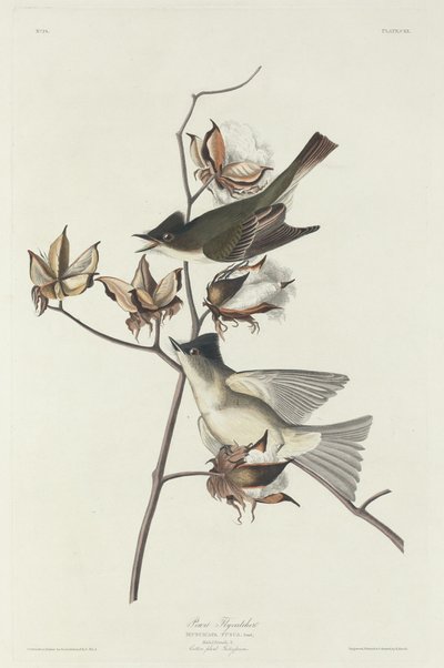 ピューイット ヒタキ、1831 年。 作： Robert Havell